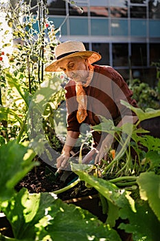 Portrait of senior woman taking care of zucchini plant in urban garden.