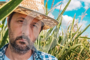 Portrait of serious agronomist in corn maize field