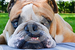 Portrait of serious calm English bulldog with teeth