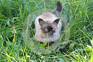 Portrait of a serious cat with blue eyes