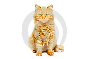 Portrait of a serious cat