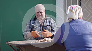 Portrait of serious Caucasian farmer sorting potato with wife outdoors. Old man and woman doing rural work on sunny