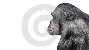 Portrait of serious Chimpanzee in profile at white background, closeup, details