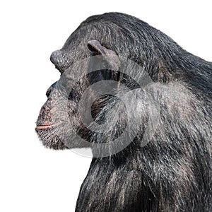 Portrait of serious Chimpanzee in profile at white background, closeup, details