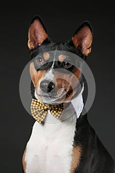 Portrait of serious dog of african basenji breed wearing bow tie isolated against black background.
