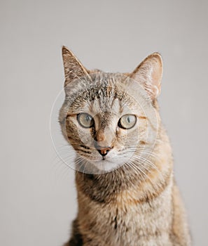 Portrait of a serious domestic cat on a gray background.