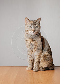 Portrait of a serious ginger cat that sits on a wooden table.