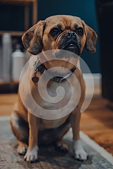 Portrait of a serious looking puggle sitting on a floor at home