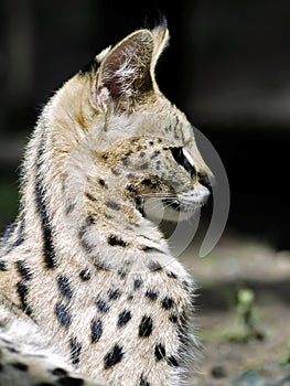 Portrait of serval photo