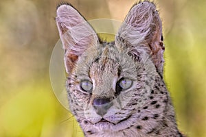 Portrait of a serval at kruger