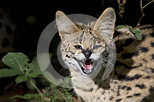 Portrait of Serval, leptailurus serval, Young Snarling