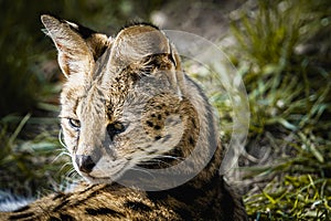 Portrait of a serval
