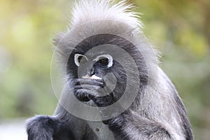Portrait of a shaggy cute pensive adult male dusky leaf monkey