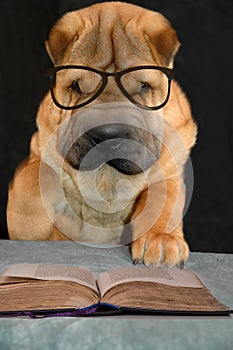 Portrait of a shar pei puppy