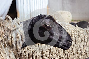 Portrait of sheep with black head, close-up