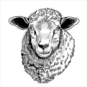 portrait of a sheep, black and white illustration in sketch style, engraving. vintage drawing, farm animal