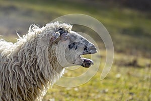 portrait of sheep bleating