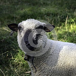 Portrait sheep breed Hampshire Down photo