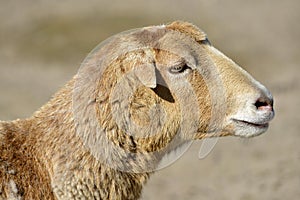 Portrait of sheep on Cameroun
