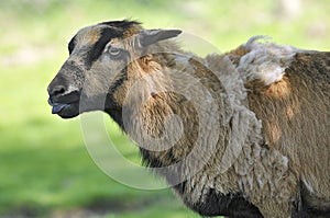 Portrait of sheep on Cameroun