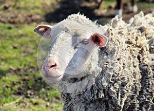 Portrait of Sheep