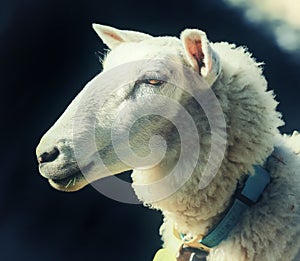 Portrait of the sheep