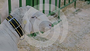 Portrait of sheep eating hay at animal exhibition - close up