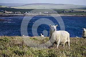 Portrait of a Sheep in a Field by Water