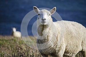 Portrait of a Sheep in a Field by Water