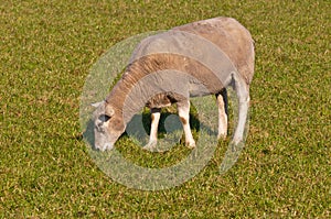 Portrait of a sheep grazing on grass