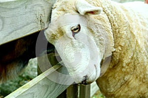 Portrait of a sheep after haircut. The animal which was bottle-fed as a baby, who is not afraid of people and raised more as a pet