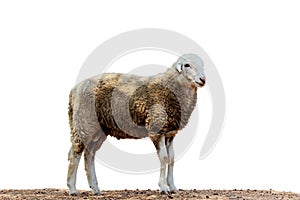 Portrait of a sheep isolate wite background.