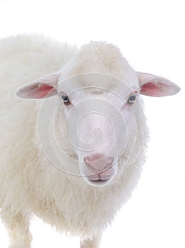 portrait sheep
