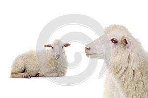 Portrait sheep isolated on white background