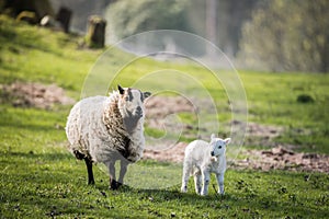 portrait of a sheep with lamb in countryside, brecon beacons