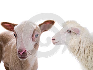 Portrait sheep and little sheep isolated on white