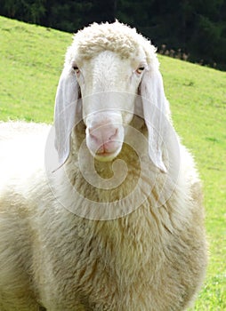 Portrait of a sheep