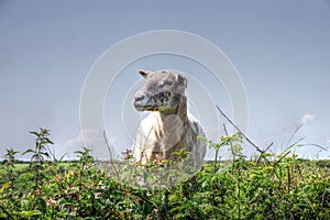 Portrait of a Sheep