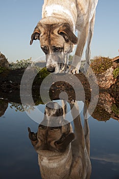 Portrait of sheepdog reflected, Mastin breed