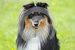 Portrait of sheltie dog