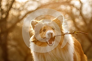 Portrait of Sheltie gnaws a stick in the park.