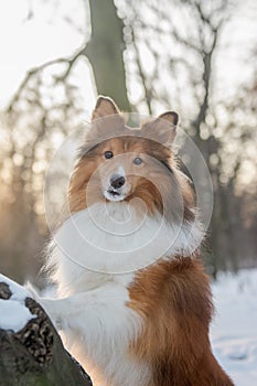 Portrait of a Sheltie posing in snowy forest