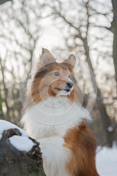 Portrait of a Sheltie posing in snowy forest