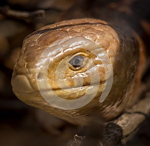 Portrait of a sheltopusik legless lizard on a sunny day