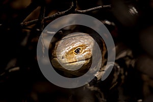 Portrait of a sheltopusik legless lizard on a sunny day