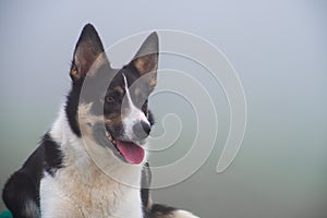 Portrait of a shepherd dog. Border Collie.