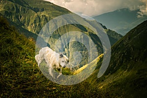 Portrait of a shepherd dog in a Carpathian landscape