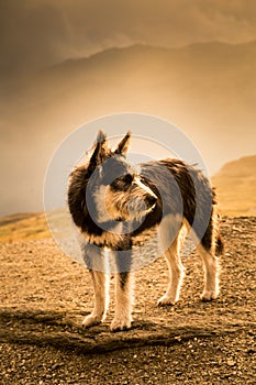 Portrait of a shepherd dog in a Carpathian landscape