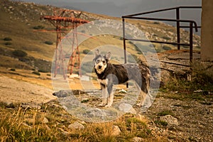 Portrait of a shepherd dog in a Carpathian landscape