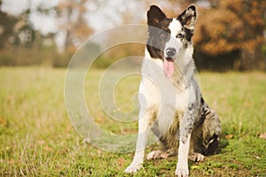 Portrait shepherd dog training sitting obedience task